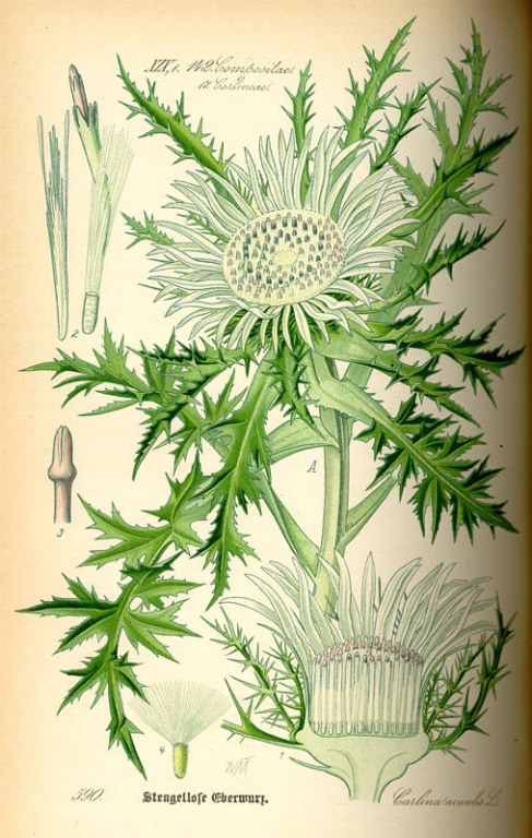 Eberwurz Litho
